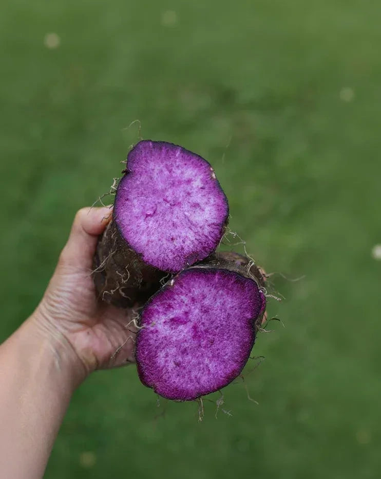 Hand holding a freshly cut purple ube yam, vibrant violet flesh, the natural source of KAIA Origin ube powder